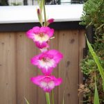 グラジオラス　ペルセウス